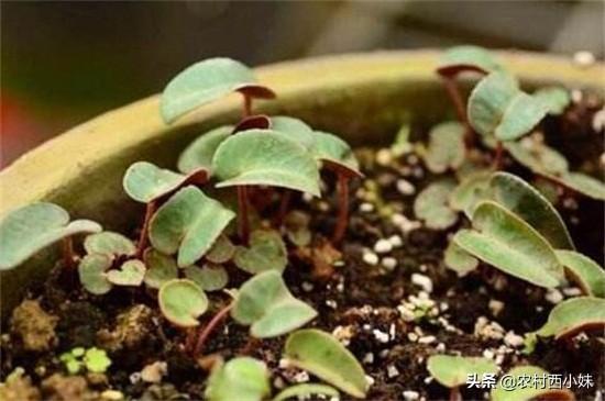 仙客来花籽怎么种植的