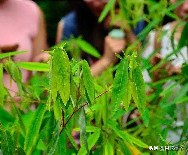 跳舞草属于什么科（常见有趣的植物）