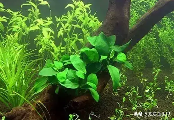 水草种类及名称(常见水草种类大全)