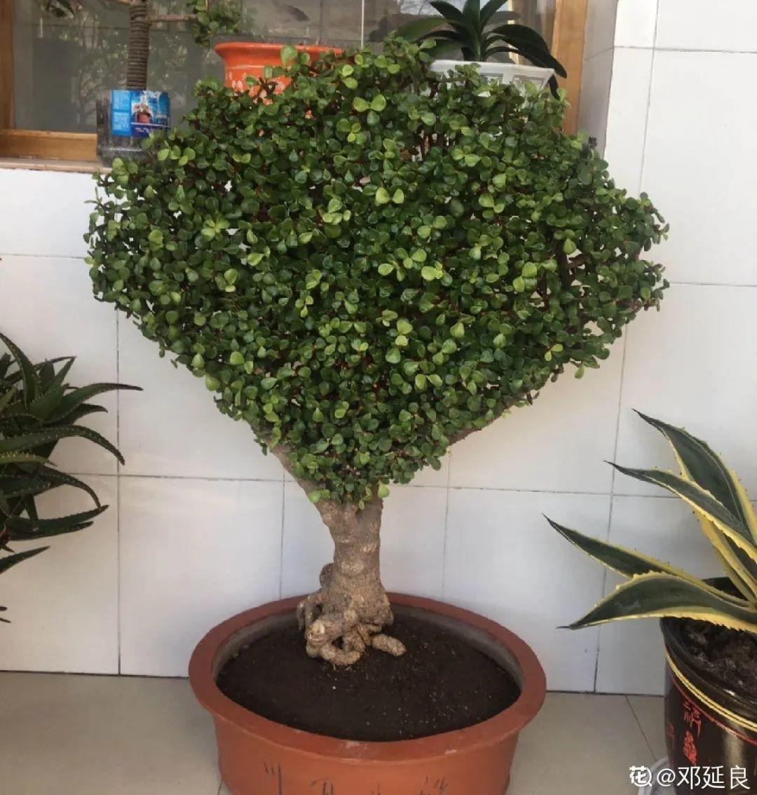 好看的室内植物盆景十大排名(分享易活的客厅绿植)