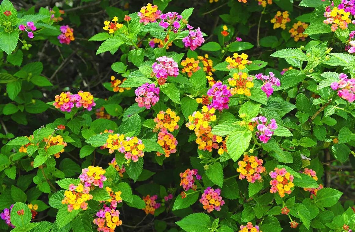 秋天的花有哪些名字(介绍秋天最常见的花)