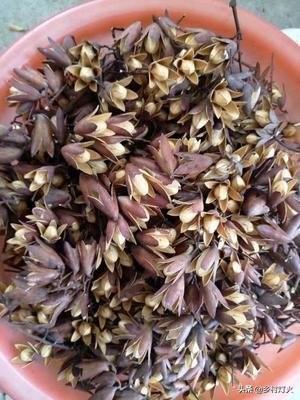 香椿树什么季节载的好(四季香椿的种植方法)