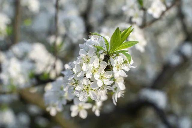 冬樱花几月开(各种樱花品种介绍)