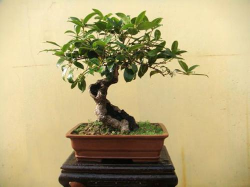 盆栽花卉造型制作方法(关于客厅绿植排名)
