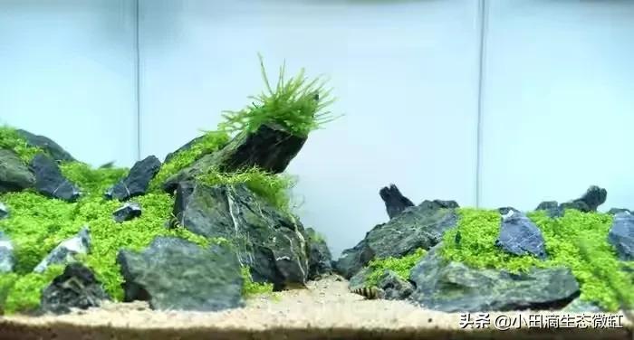 红千层水草好养吗(讲解红千层水草的繁殖方法)
