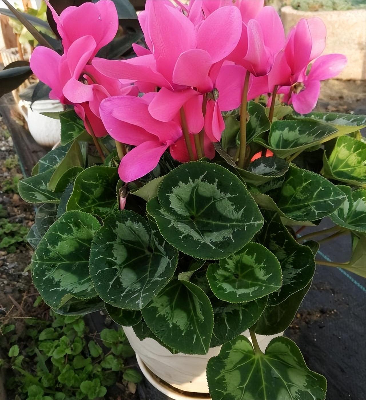 植物盆栽怎么养殖(适合家里养的盆栽植物)