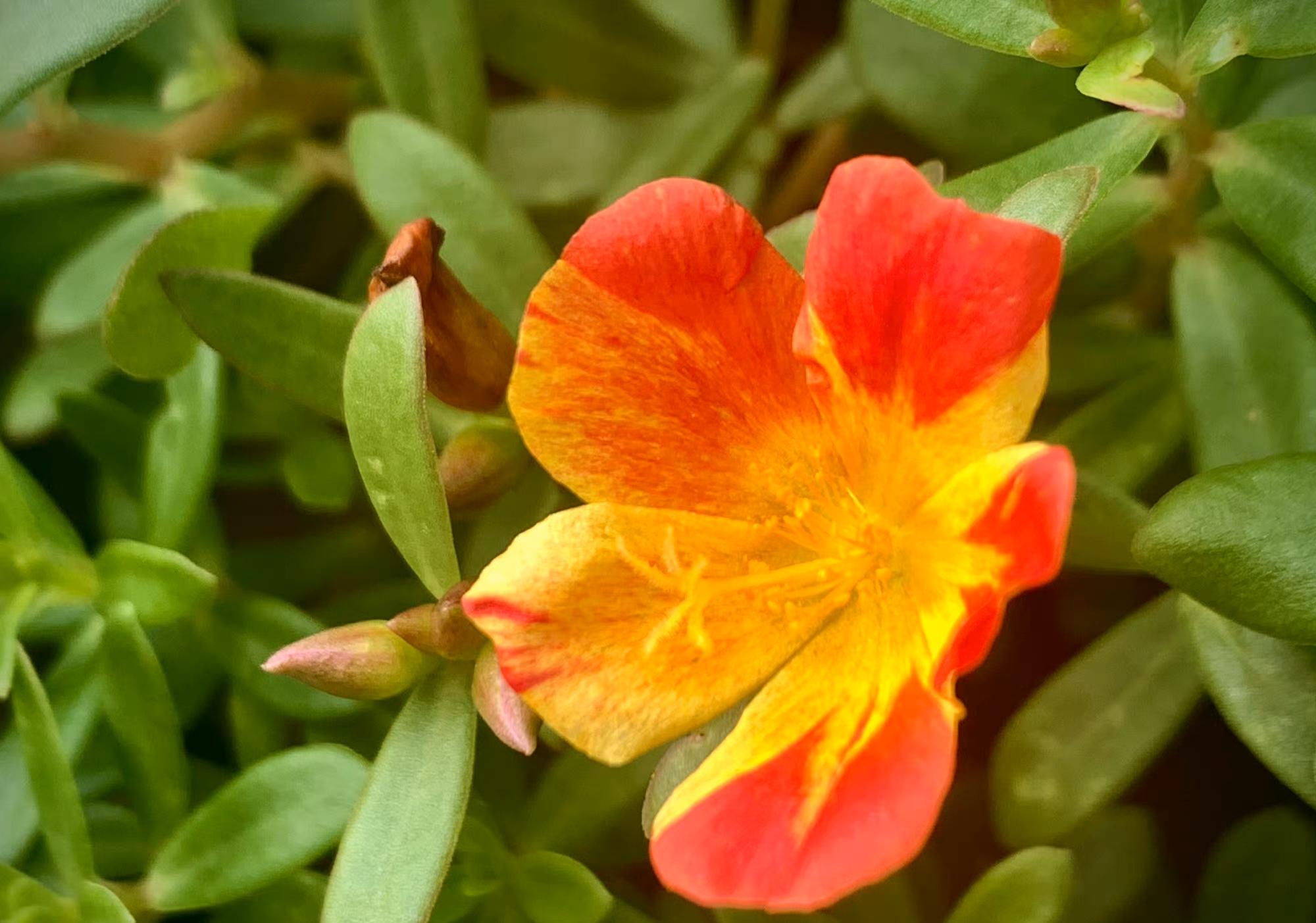 金鱼草花语是什么(各种花的花语)