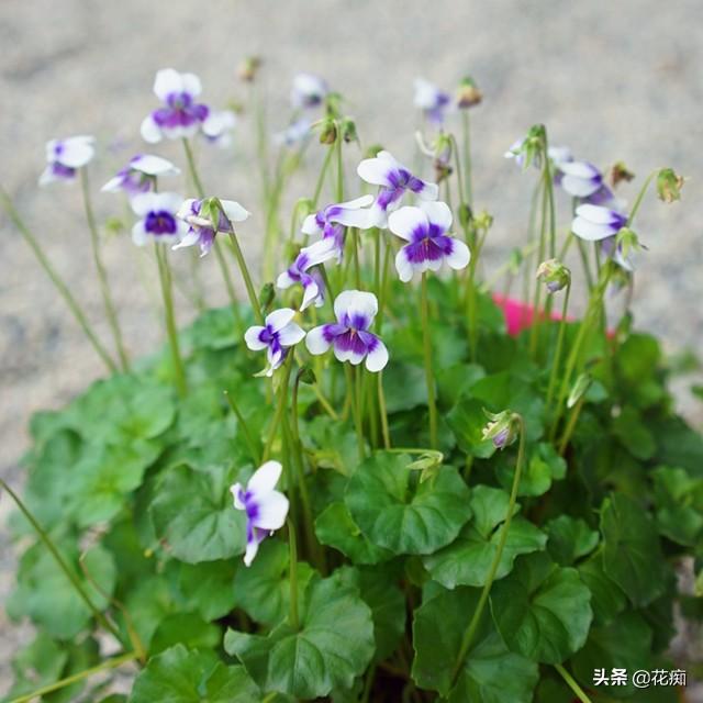 熊猫堇的养殖方法(耐寒零下30度的庭院花)