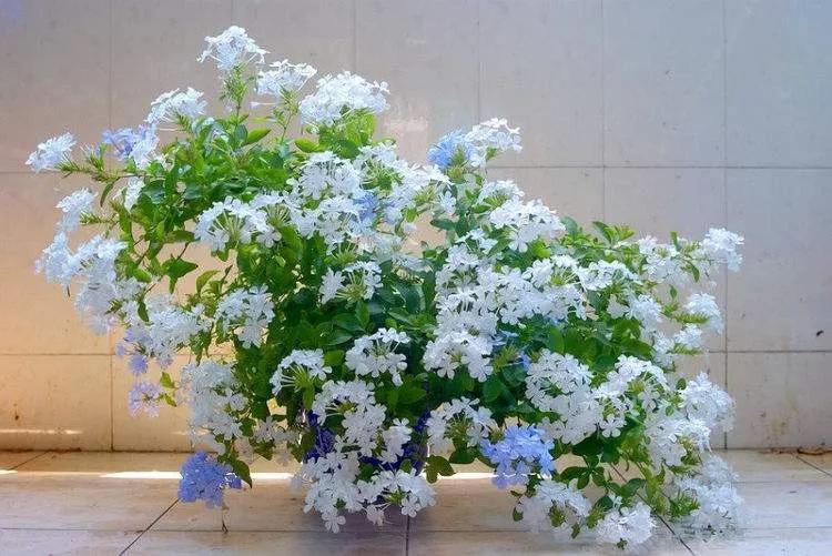 白雪花的养殖方法（详解白雪花开花时间）