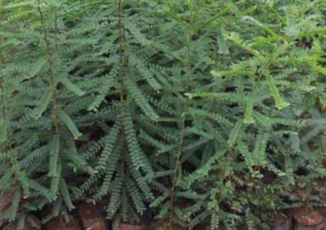 皂荚树和皂角树的区别(了解皂角树的价值)