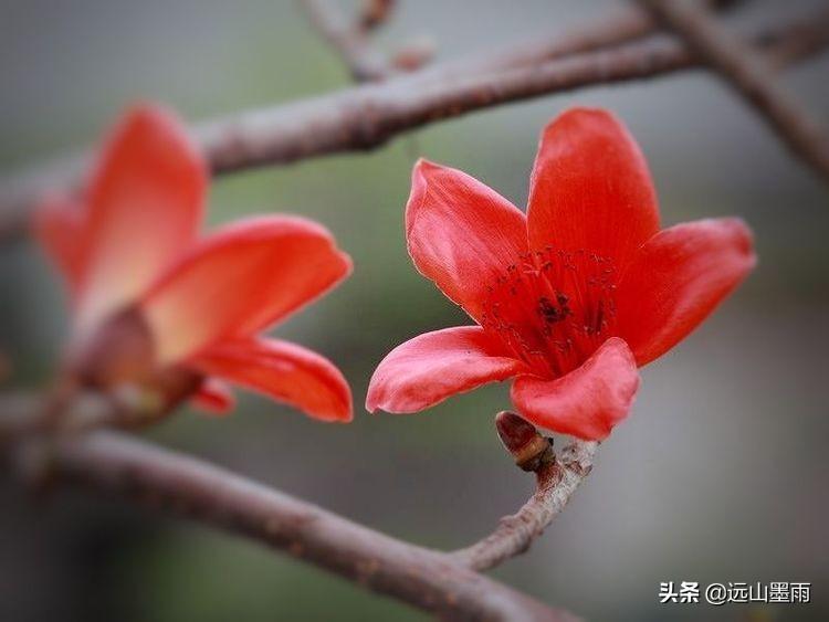 攀枝花是什么花图片(讲解攀枝花植物的特性)