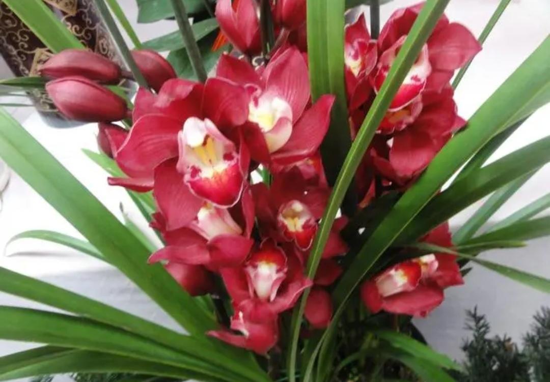 冬天开什么花常见(北方冬季耐寒植物花卉)