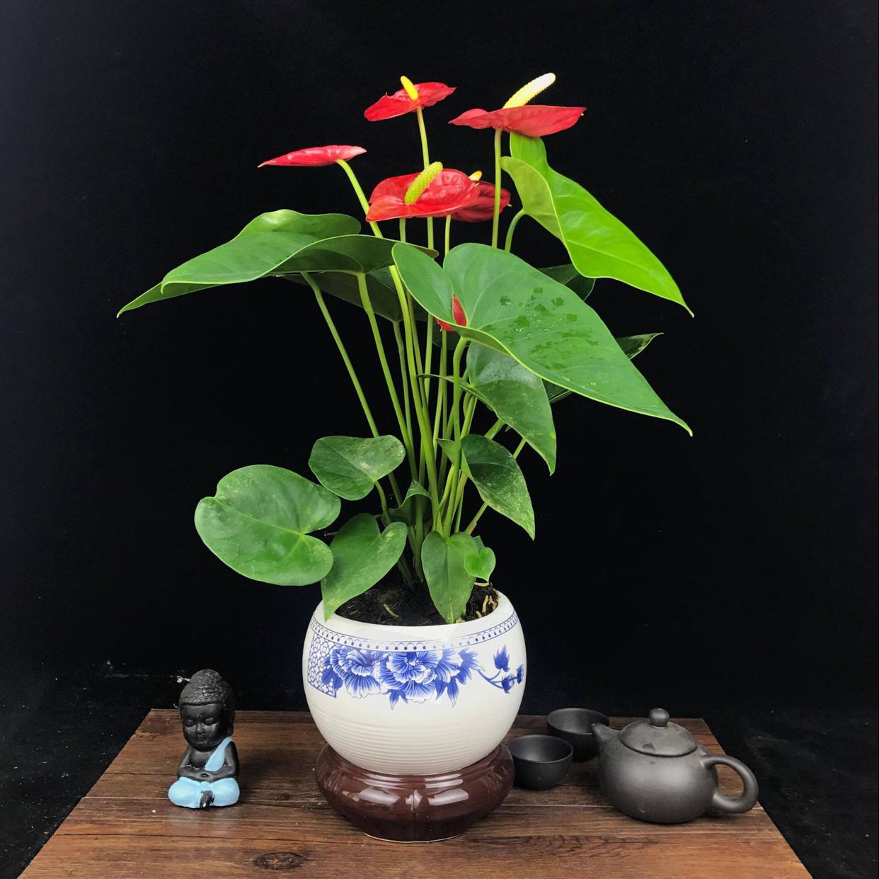 年宵花卉有哪些(客厅最旺财的植物)