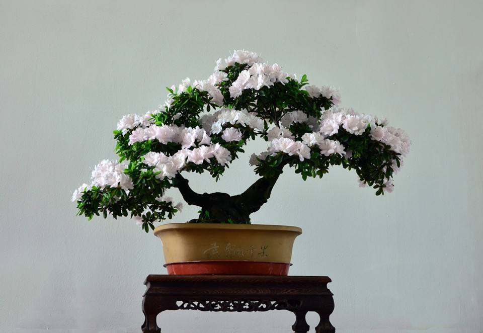 杜鹃花有香味吗怎么养(关于杜鹃花有香味的品种)