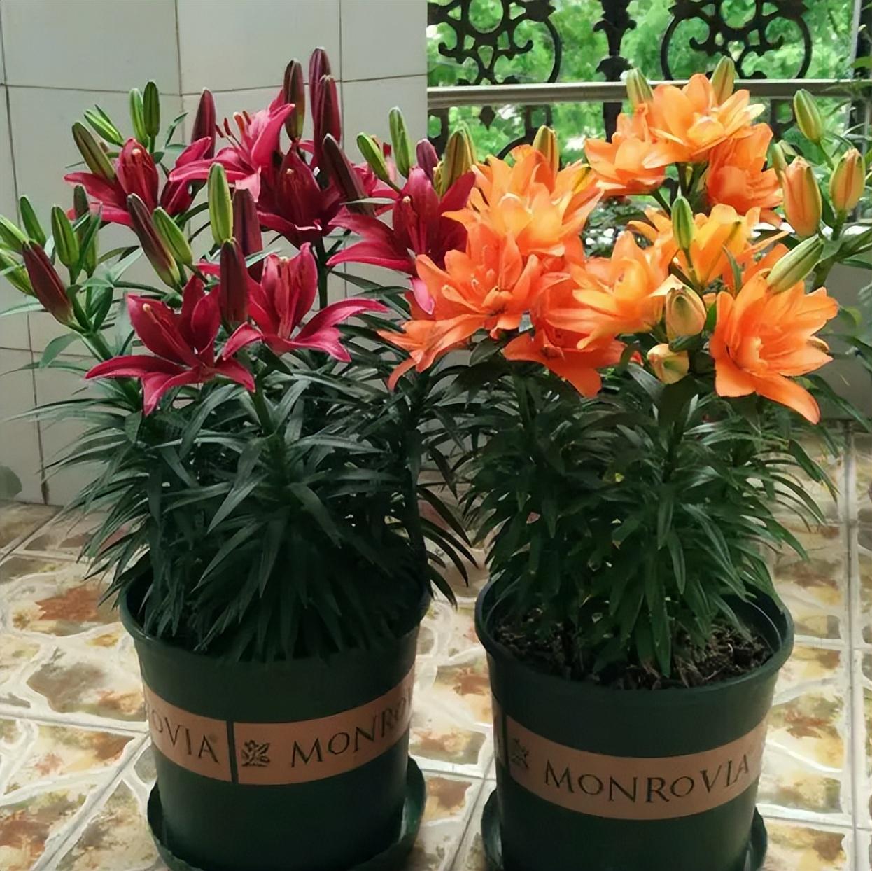 百合花的特点和外形(详解百合花的寓意及象征)