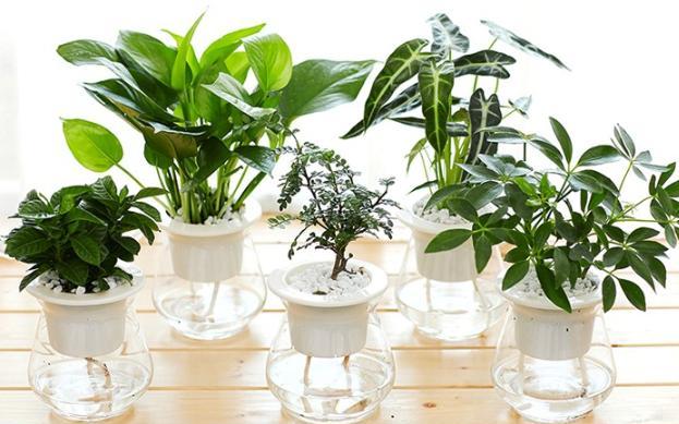 水培植物要经常换水吗
