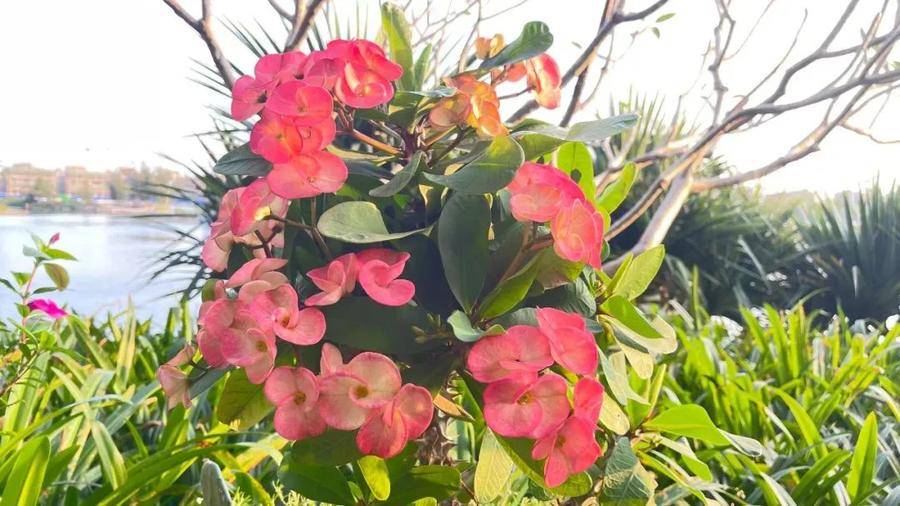 红绒球是什么花(绒球花图片真实)