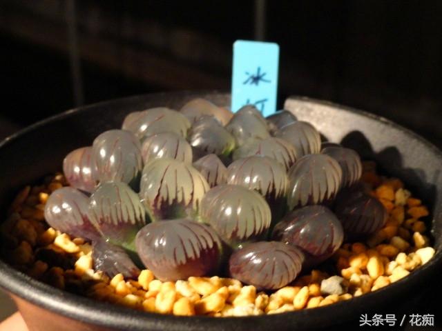 冰灯玉露这么养(适合家里养的旺财多肉植物)