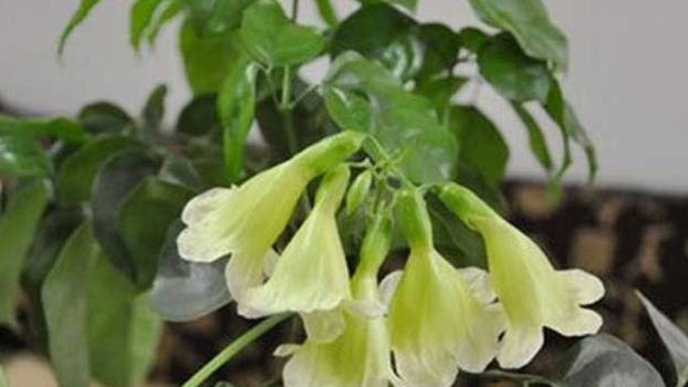 幸福树会开花吗