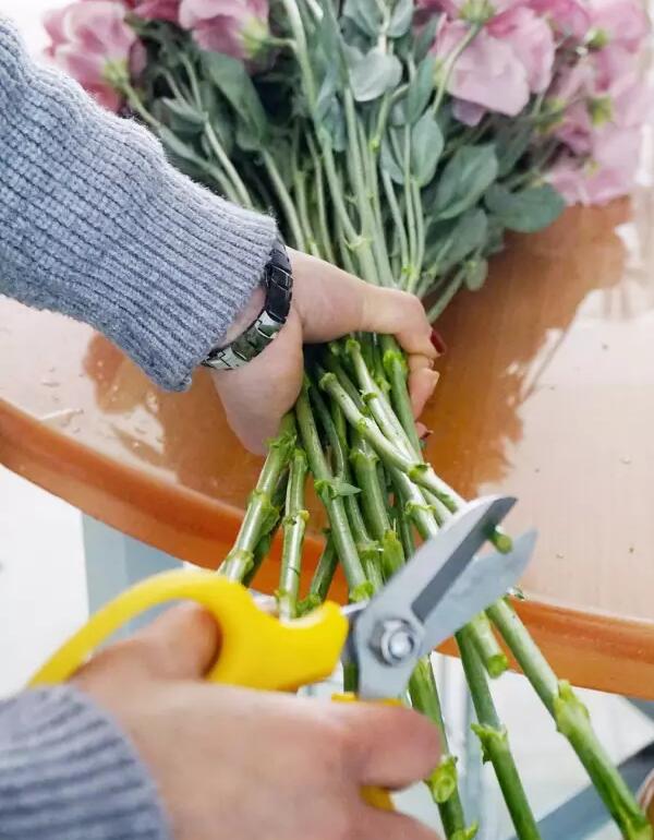洋桔梗花怎么水养才能活(关于洋桔梗养护方法以及注意事项)