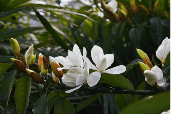 木兰花和白玉兰的区别是什么