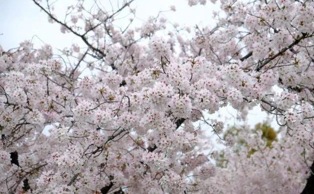 冬樱花几月开(各种樱花品种介绍)