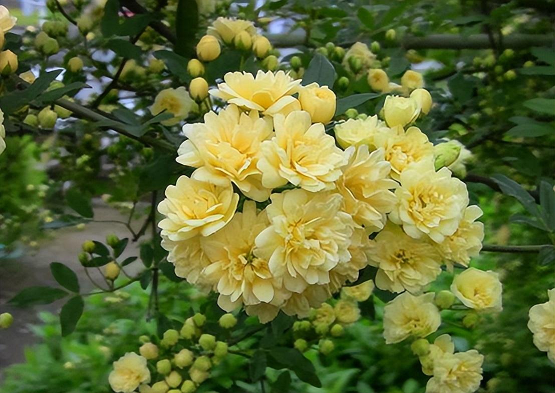 木香花为什么叫鬼招手(木香花的风水禁忌)