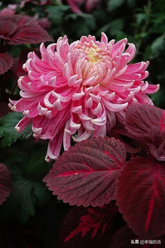 花中四君子是指什么花(梅兰竹菊四君子代表的意义)