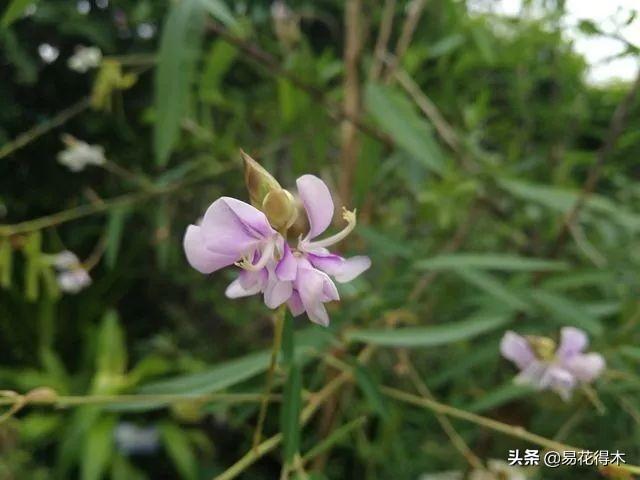 跳舞草属于什么科(常见有趣的植物)