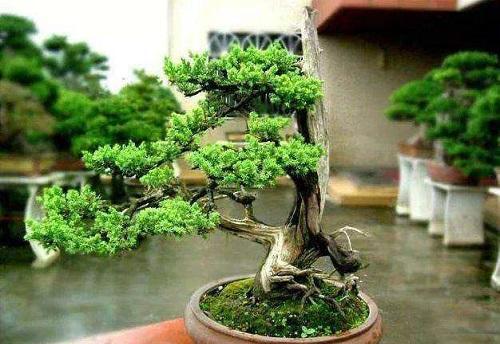 盆栽花卉造型制作方法(关于客厅绿植排名)