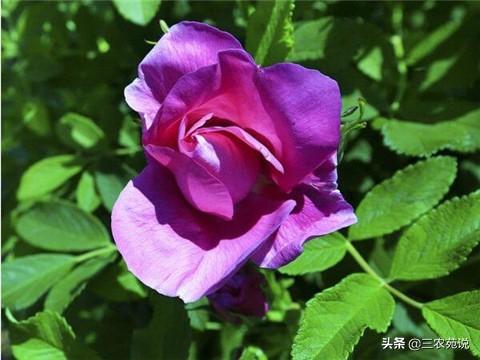 玫瑰花是哪个季节开的