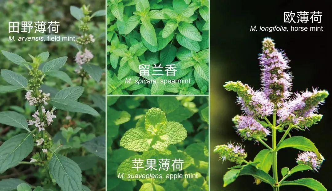 香水薄荷怎么种（薄荷种子的种植方法）