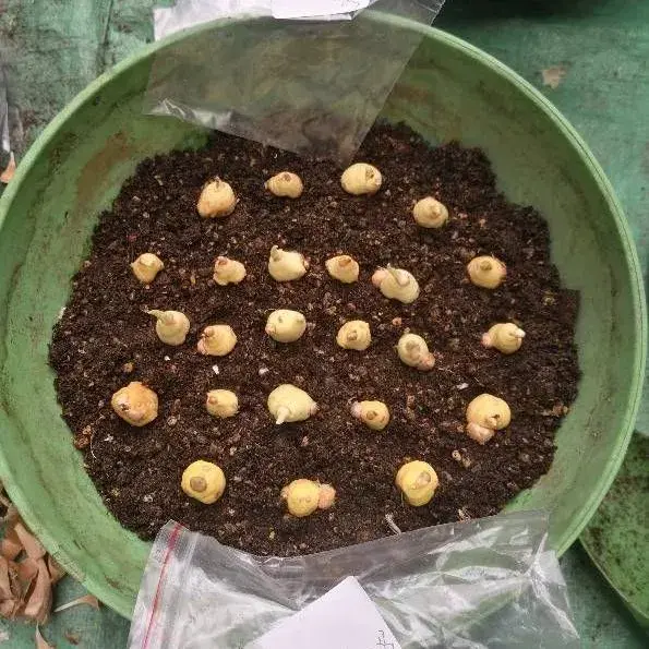 一年生植物能养一年吗(适合懒人种植的经济作物)