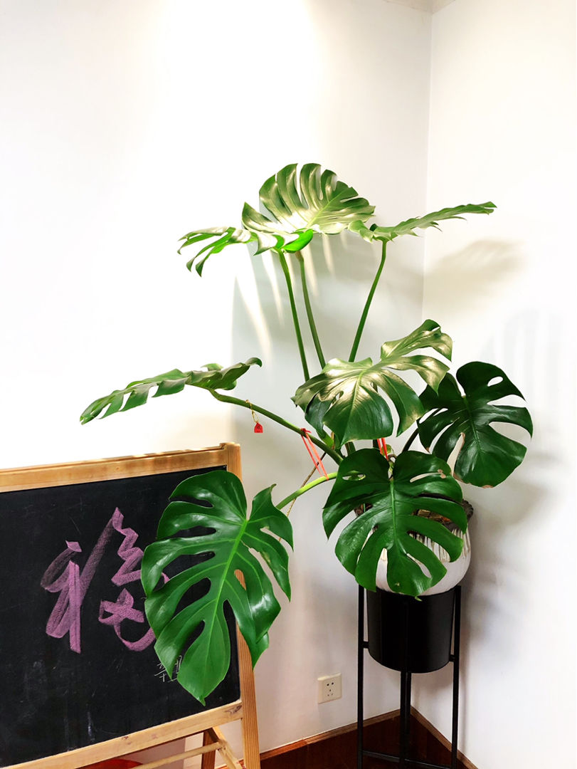 净化空气的室内植物排行榜(除甲醛的绿色植物推荐)