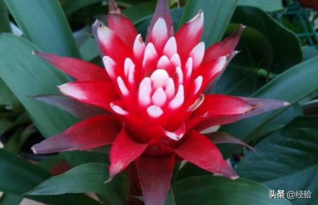 凤梨花叶子发黄怎么办(讲解植物枯黄掉叶的原因)