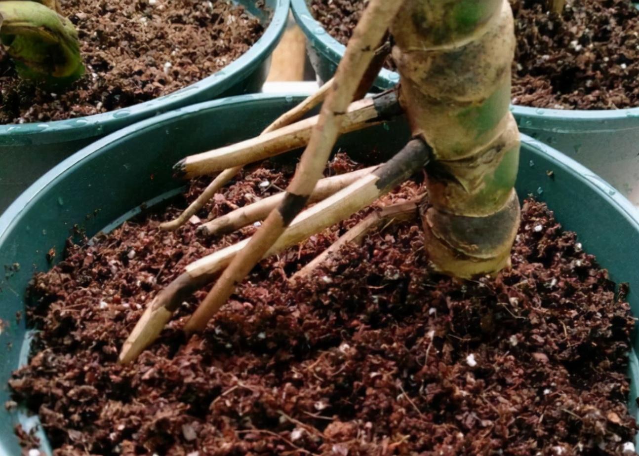有效吸甲醛的绿植排名(快速除甲醛的方法)