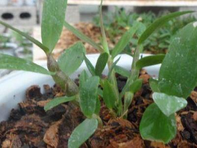 铁皮石斛种植注意事项有哪些(了解铁皮石斛的栽培方法)