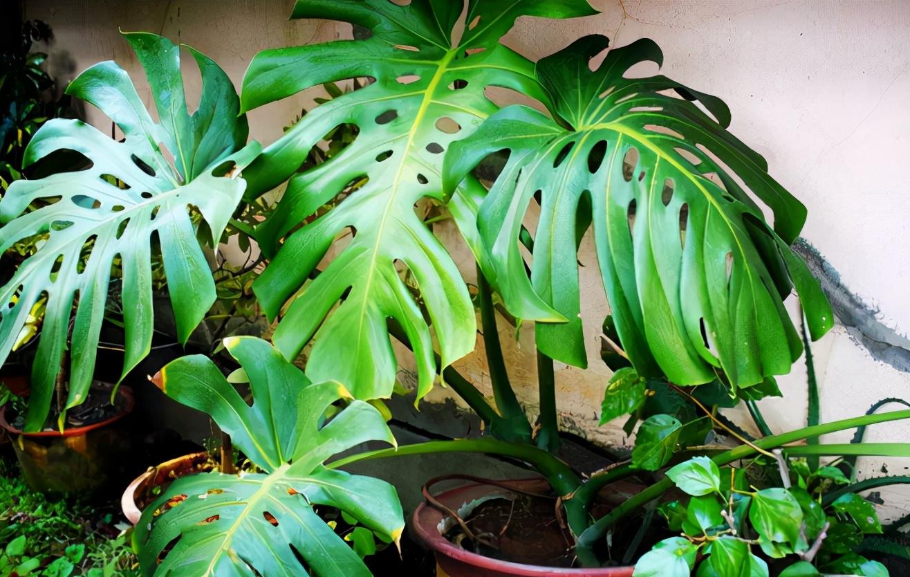 有效吸甲醛的绿植排名(快速除甲醛的方法)