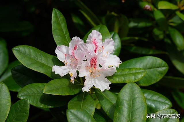 毛杜鹃和春鹃的区别是什么(最好看杜鹃花的品种)