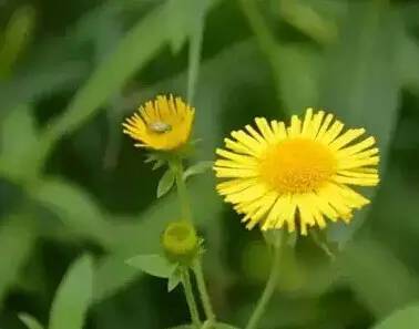 常见的植物有哪些(绿化路边花草品种)