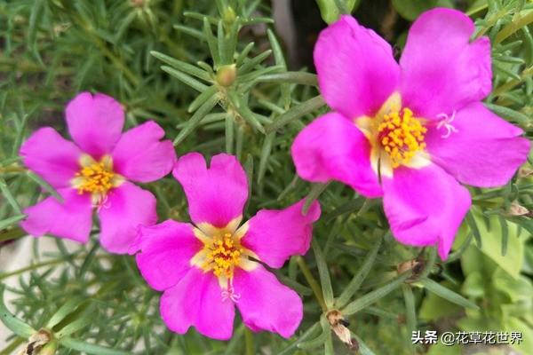太阳花的花语是什么意思（关于太阳花象征的精神）