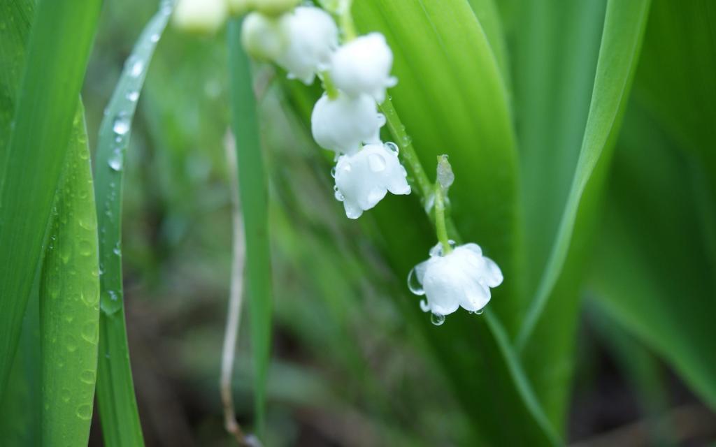 铃兰花的花语和传说(讲解铃兰花在中国的寓意)