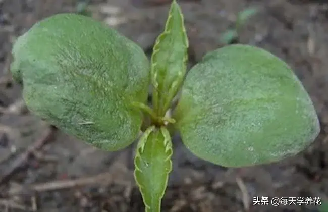 凤仙花的生长过程图片(凤仙花的生长变化记录)