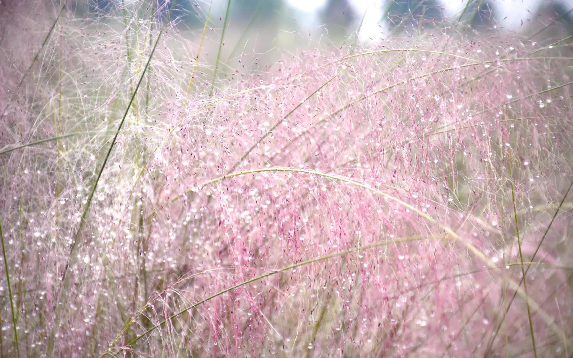 金鱼草花语是什么(各种花的花语)
