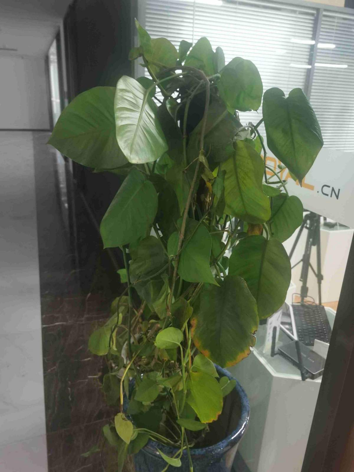 净化空气的室内植物排行榜(除甲醛的绿色植物推荐)
