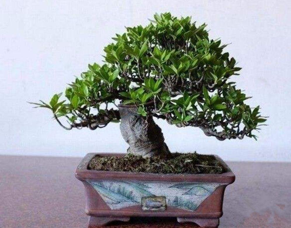 栀子花小苗几年能开花结果(关于栀子花的种植方法)