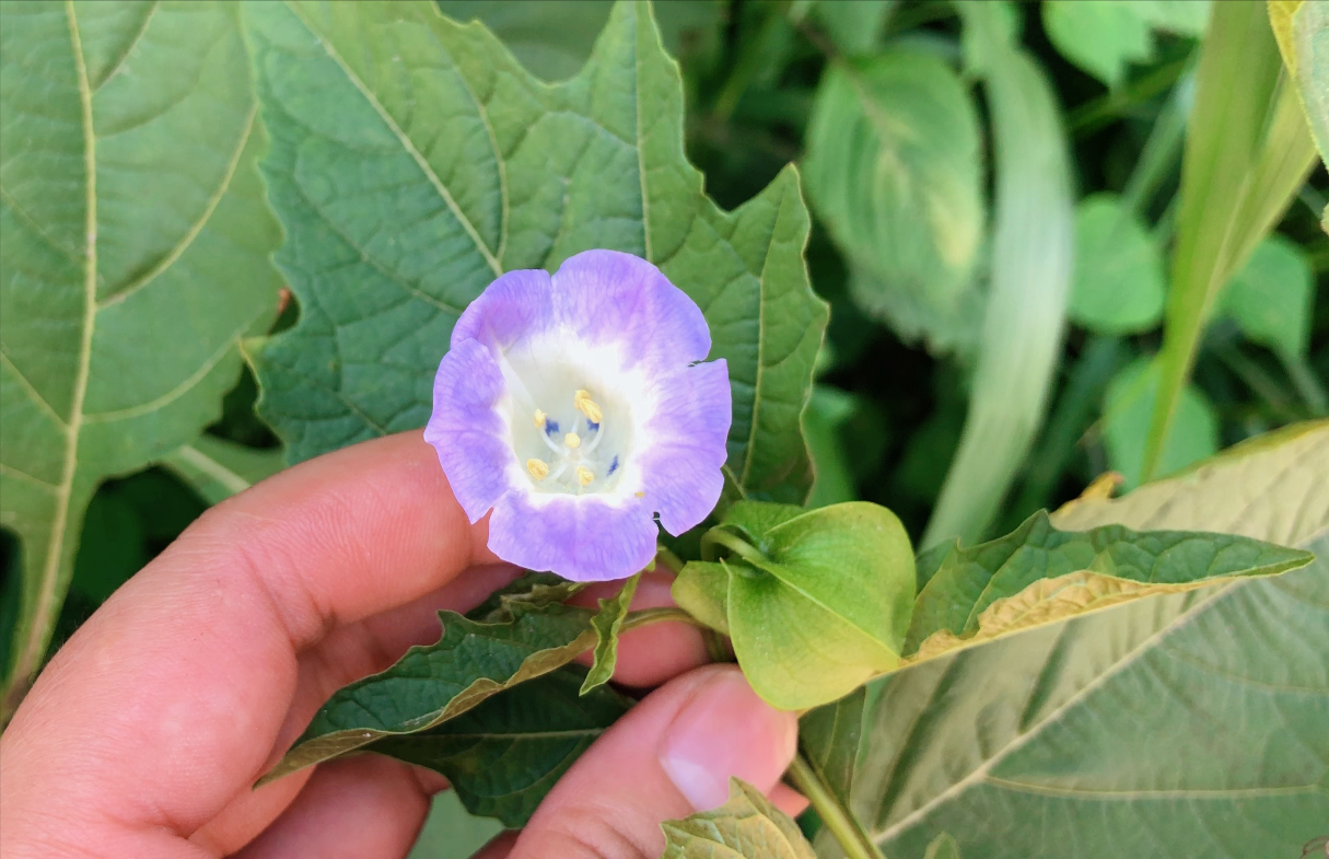 冰粉树是什么植物(详解冰粉树的特点和形态)
