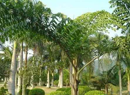 植物的茎是哪个部位(植物的茎的图片)