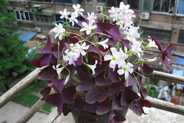 三角紫叶酢浆草怎么养(紫叶酢浆草种植方法)