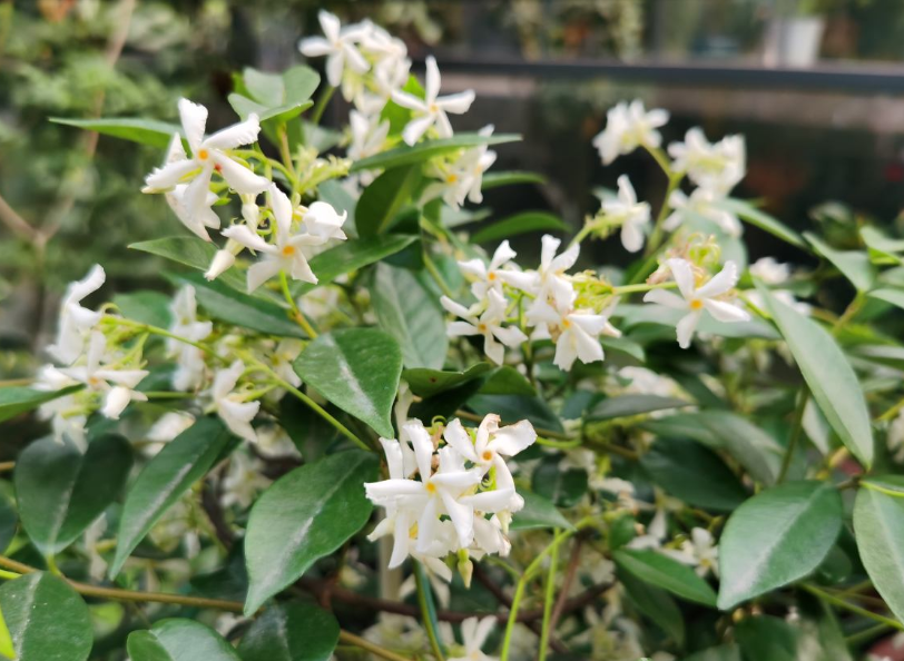 紫茉莉种子种植方法(茉莉的修剪及注意事项)